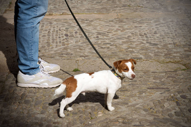 Zábavný bílý pes s červenými skvrnami šel na procházku. Pes a majitel jsou opravdově přátelé. Projděte se svým mazlíčkem za slunečného dne. - Fotografie, Obrázek