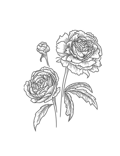 Flores de peônias isoladas. Desenho bonito ilustração vetorial preto
. - Vetor, Imagem