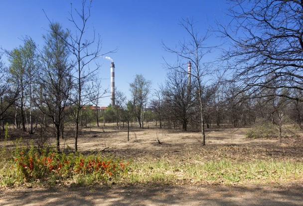 Zerstörtes Waldgebiet in der Nähe einer Zink- und Bleischmelze  - Foto, Bild