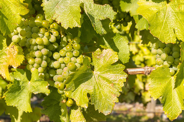 ripe White Riesling grapes on vine in vineyard - Photo, Image