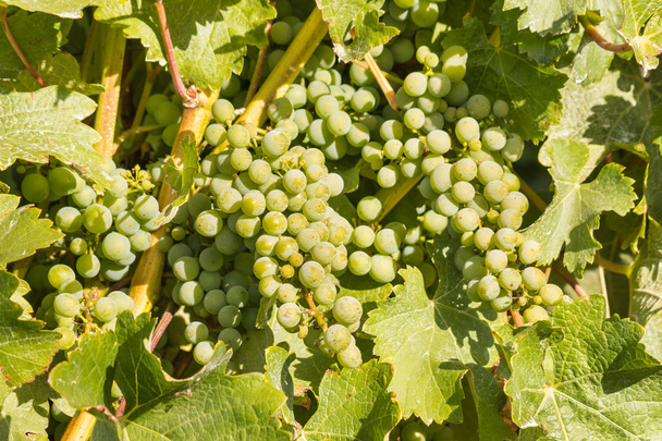 yksityiskohtaiset tiedot viiniköynnöksen kypsymisestä viinitilalla Chardonnay-rypäleistä
 - Valokuva, kuva