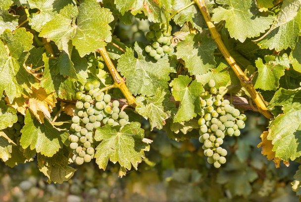 гроздья винограда Рислинг на винограднике во время сбора урожая
 - Фото, изображение