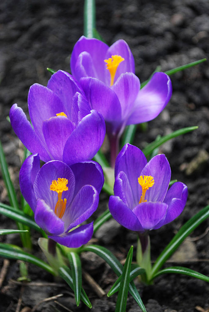 lilac crocuses flowering by an early spring - Photo, Image
