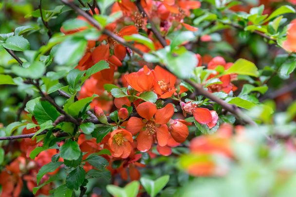 árbol de membrillo japonés floreciente en el jardín en un día claro
 - Foto, Imagen
