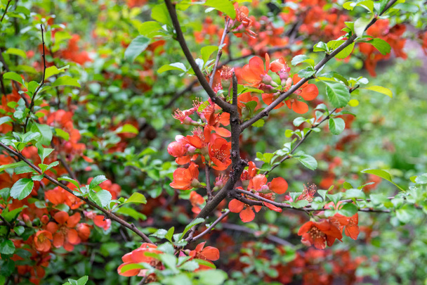 flowering Japanese quince tree in the garden on a clear day - Photo, Image