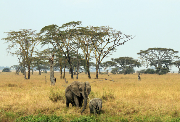 Sloní máma a mládě - Fotografie, Obrázek