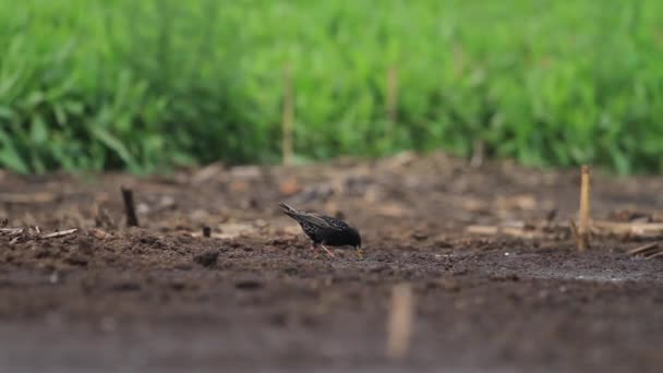 estornino busca comida en tierra mojada
 - Metraje, vídeo