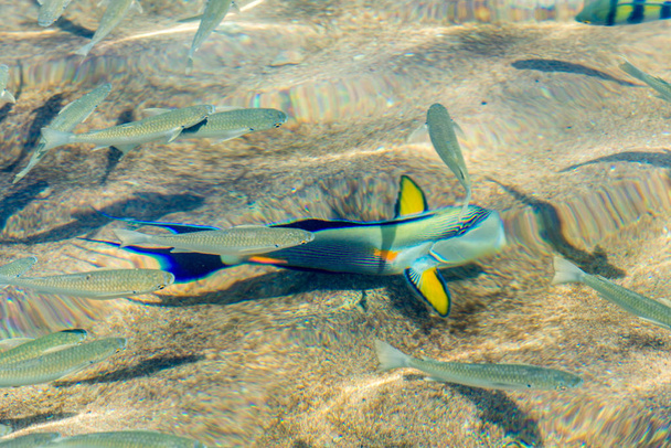 вид на сверкающую морскую воду и рыбу в воде
 - Фото, изображение