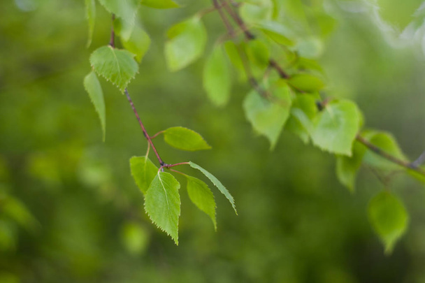 Close up of natural green leaves. Beautiful tree background - Zdjęcie, obraz