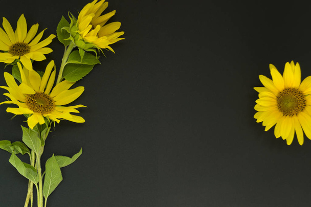 A bouquet of yellow sunflowers lies on a black background, chalk board. Concept summer, harvest. - Foto, Bild