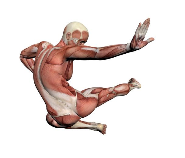 menselijke anatomie - mannelijke spieren - Foto, afbeelding