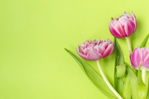 Three pink tulip flowers lying on a green background. - Фото, изображение