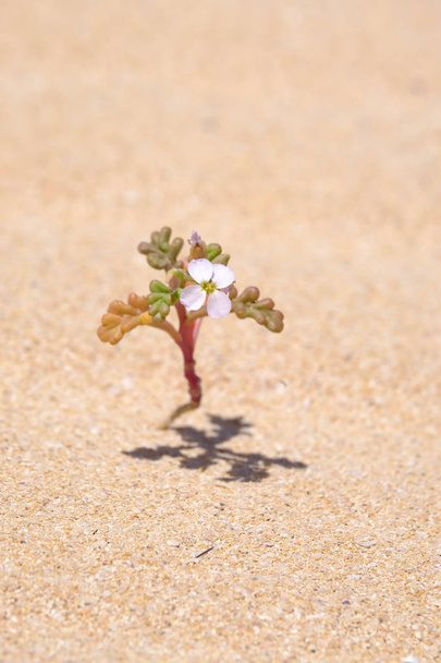 Malá květina v poušti. - Fotografie, Obrázek