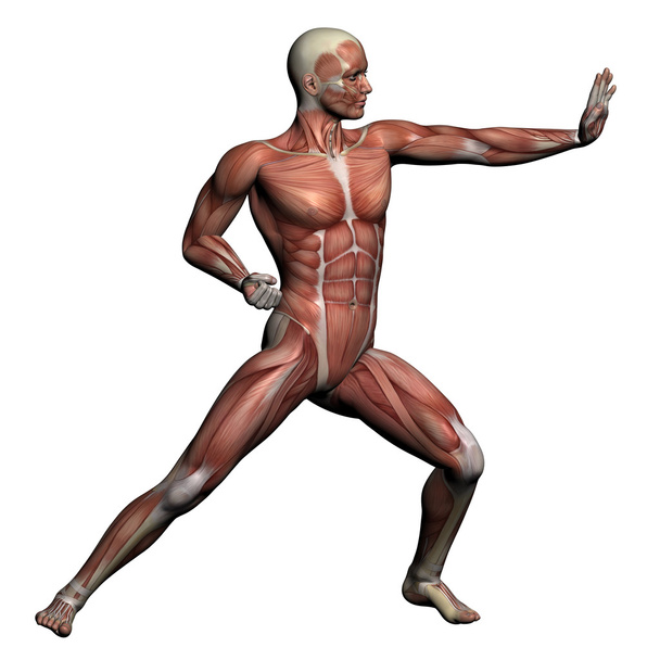 ανθρώπινη ανατομία - αρσενικό μυς - Φωτογραφία, εικόνα
