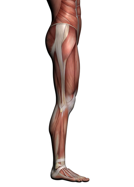 Az emberi anatómia - férfi izmok - Fotó, kép
