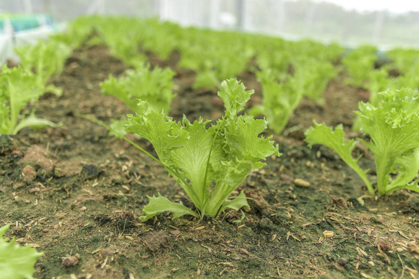 Organic vegetable,green salad bowl lettuce in plots for healthy  - Photo, Image