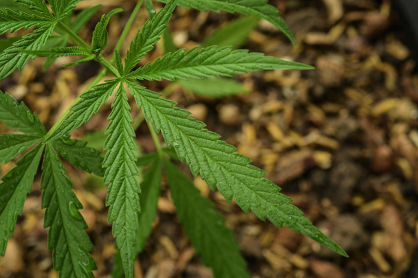 Teelt van marihuana (Cannabis sativa), bloeiende cannabis p - Foto, afbeelding