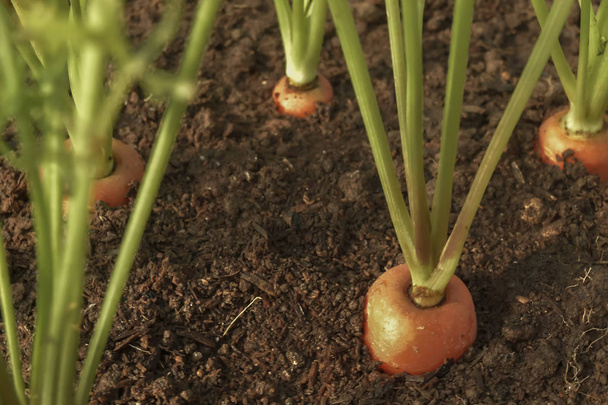 Karotkova zelenina roste v zahradě v půdě organické backgro - Fotografie, Obrázek