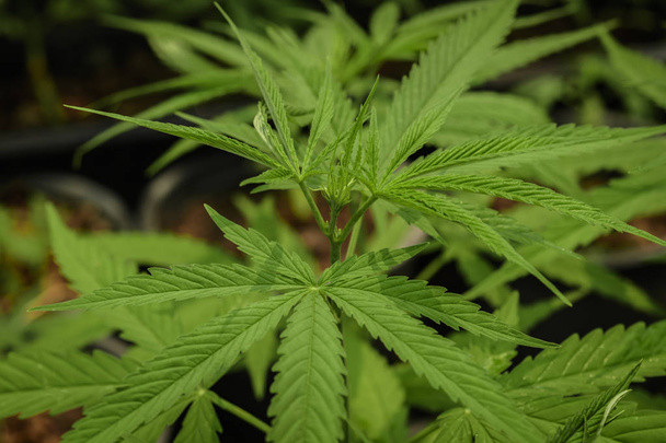 Pěstování marihuany (Cannabis sativa), kvetoucí konopí p - Fotografie, Obrázek