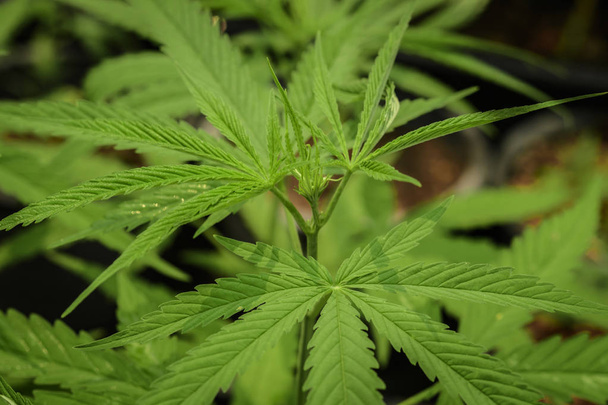 Cultivo de maconha (Cannabis sativa), floração de cannabis p
 - Foto, Imagem
