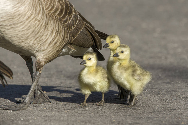 Goslings caminar detrás de sus padres
. - Foto, imagen