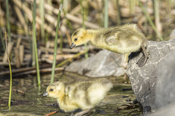 Goslings pulando na lagoa
. - Foto, Imagem