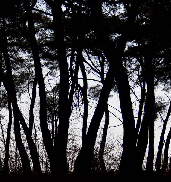 Paisagem de pinheiro da Coreia, foto em preto e branco
 - Foto, Imagem