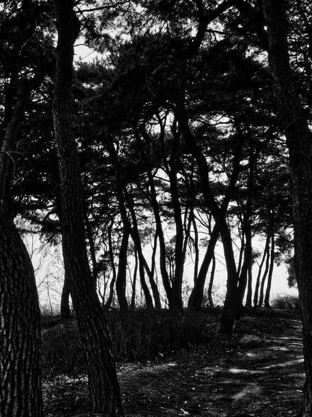 Korea's pine landscape, black and white photo - Photo, Image