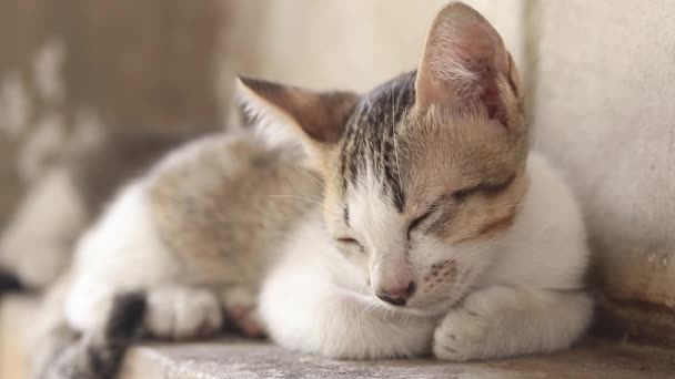Nahaufnahme von Kätzchen streunende Katze schläft an der Wand - Filmmaterial, Video