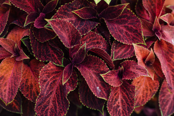 Coleus flower foliage background. Beautiful perspective of natural red coleus plant leaves in garden. - Zdjęcie, obraz
