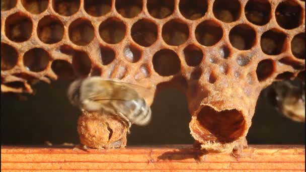 Рождение королевы пчел
 - Кадры, видео