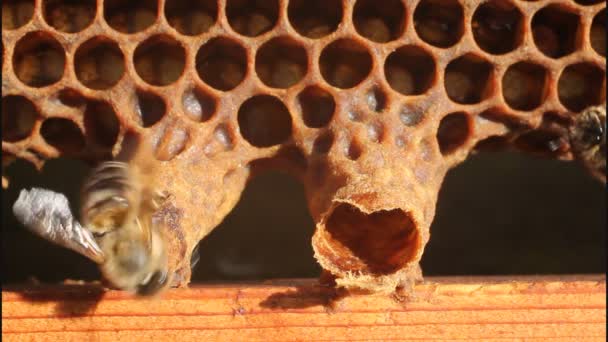 Рождение королевы пчел
 - Кадры, видео