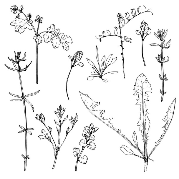 vector scetch of plants - ベクター画像