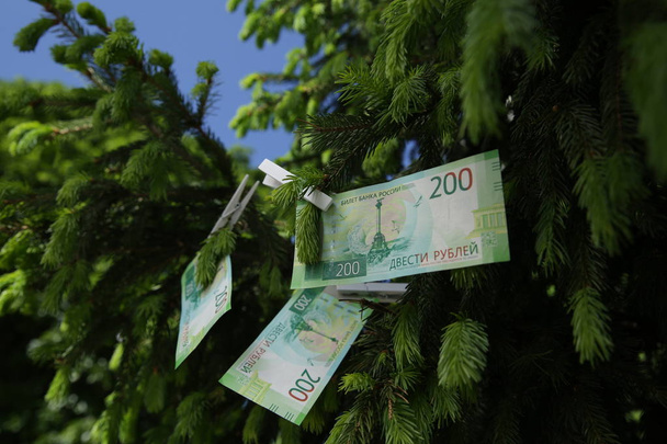 Τραπεζογραμμάτια 200 Ρωσικά ρούβλια. Μετρητά χαρτί πράσινο χρήμα σε πράσινο έλατο. - Φωτογραφία, εικόνα