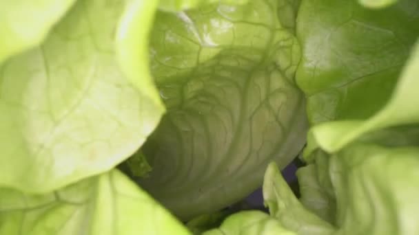 Photo Dolly de formes abstraites de feuilles de laitue verte. Dolly shot, vue rapprochée de la feuille de salade. Agriculture urbaine, mode de vie sain
 - Séquence, vidéo