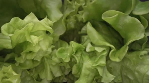 V Dolly byla rozstřírána abstraktních tvarů zeleného salátu listové. Rána v Dolly, zblízka pohled na salát. Městský chov, zdravý životní styl - Záběry, video