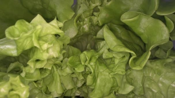 Tiivistelmä vihreän salaatin lehdistä. Lähikuva näkymä salaatin lehtiä. Kaupunkien maatalous, terveelliset ruokailutottumukset
 - Materiaali, video