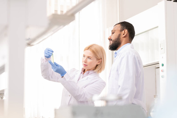 Zaneprázdnění multietnických chemiků v laboratorních kabátech, kteří jsou v laboratoři a vyšetřují kapalinu ve zkumavce při současném projednávání výsledků chemické reakce - Fotografie, Obrázek