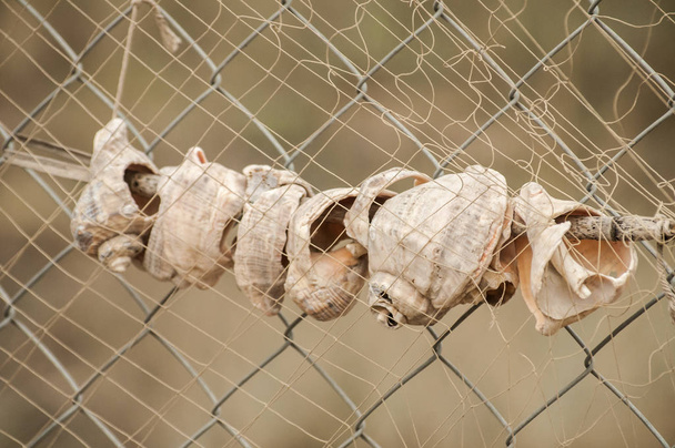 Conchas vazias de caracol-do-mar veias de rapina amarradas no cabo como decoração marítima
 - Foto, Imagem