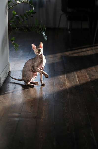 Sphinx cat playng and jumping at the home background - Foto, Bild