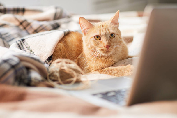 ノートパソコンでベッドに横たわっている居心地の良い生姜猫の肖像画、コピースペース - 写真・画像