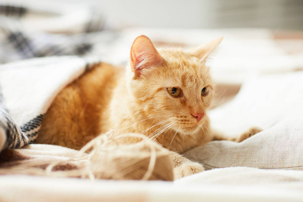 Lämmin äänisen muotokuva kaunis inkivääri kissa makaa sängyllä kodikas huopia, kopioi tilaa
 - Valokuva, kuva