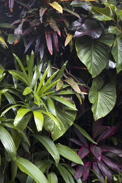 Тропічні рослини в тропічних лісах
 - Фото, зображення