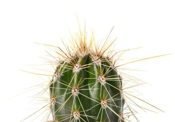 Green cactus on white background - Photo, Image