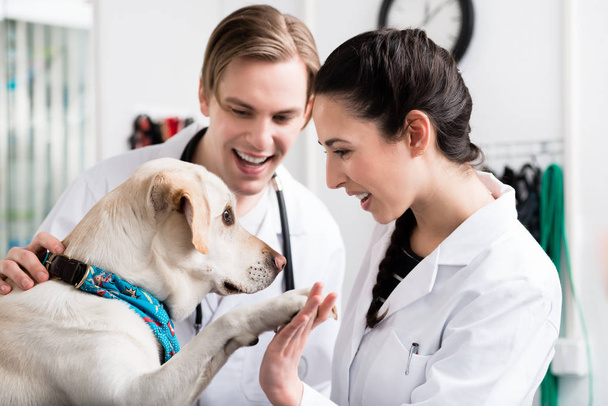Σκύλος δίνοντας χειραψία σε κτηνίατρο - Φωτογραφία, εικόνα
