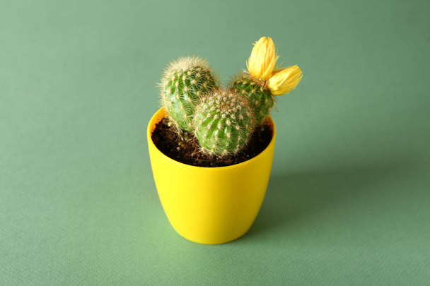 Pot with cactus on color background - Photo, Image