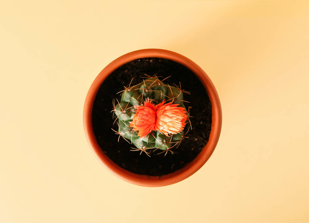 Pot with cactus on color background, top view - Photo, Image