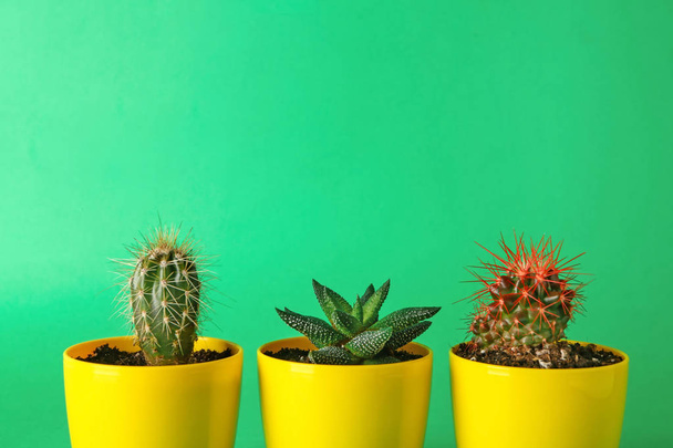 Pots with cacti and succulent on color background - Photo, Image