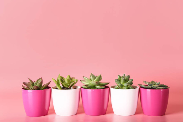 Pentole con succulente e cactus su sfondo a colori
 - Foto, immagini