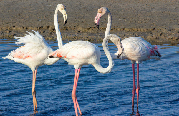miłosny trójkąt różowych flamingów w morskiej lagunie - Zdjęcie, obraz